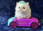 HIMALAYAN PERSIAN NEWBORNS - Himalayan Kitten For Sale - 