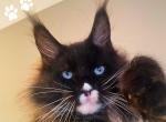 Wrangler Blue Eyes - Maine Coon Kitten For Sale - Houston, TX, US