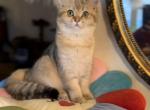 Sonya - Scottish Straight Kitten For Sale - Brooklyn, NY, US