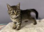 Genry - Scottish Straight Kitten For Sale - Miami, FL, US