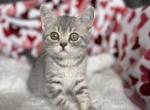 Cindy - Scottish Straight Kitten For Sale - Miami, FL, US