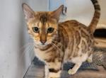 Bonnie - Bengal Cat For Sale/Retired Breeding - Bradner, OH, US