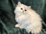 Luna and Tiggers boy 1 - Persian Kitten For Sale - Ocala, FL, US