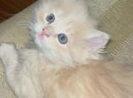 The last two - Siberian Kitten For Sale - Hopatcong, NJ, US