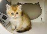 Michelle golden shorthair - Scottish Straight Kitten For Sale - 