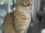 Uma scottish fold female - Scottish Fold Cat For Sale - 