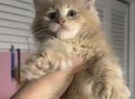 Peach - Maine Coon Kitten For Sale - Hollywood, FL, US