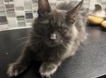 Theo - Maine Coon Cat For Sale - Hollywood, FL, US