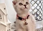 Kelly - Scottish Fold Kitten For Sale - Fairfax, VA, US