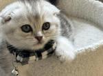 Kris - Scottish Fold Kitten For Sale - Fairfax, VA, US