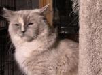 Misty - Ragdoll Kitten For Sale - 