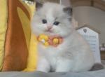 Perfect blue bicolor little boy - Ragdoll Kitten For Sale - Fontana, CA, US