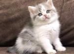 Xavier - British Shorthair Kitten For Sale - Brooklyn, NY, US