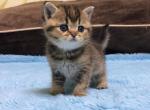 Ulla British Shorthair - British Shorthair Kitten For Sale - Brooklyn, NY, US