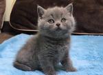 Wans - British Shorthair Kitten For Sale - Brooklyn, NY, US