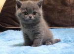 West - British Shorthair Kitten For Sale - Brooklyn, NY, US