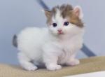 Romeo Munchkin male - Munchkin Kitten For Sale - Seattle, WA, US