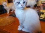 Female Onnah at CravenBlues Hybrids - Ragdoll Cat For Sale - New Bern, NC, US