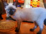 Male TJ at CravenBluesHybrids - Siamese Kitten For Sale - New Bern, NC, US