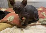 Elf baby - Sphynx Kitten For Sale - Massapequa, NY, US