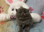 British Longhair - British Shorthair Kitten For Sale - Fort Wayne, IN, US