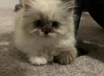 Bandido - Himalayan Kitten For Sale - North Tonawanda, NY, US