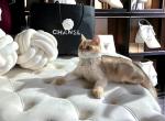 Milano gold chinchilla male - British Shorthair Kitten For Sale - Maryland City, MD, US