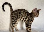 Perseus - Bengal Cat For Sale - Norwalk, CT, US