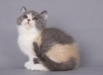 Bulla - Scottish Straight Kitten For Sale - 