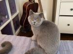 Blue British Shorthair boy Jack - British Shorthair Kitten For Sale - 