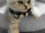 Kris - Scottish Fold Kitten For Sale - Gaithersburg, MD, US