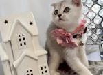 Kelly - Scottish Fold Kitten For Sale - Gaithersburg, MD, US