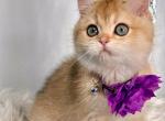 Melisa - British Shorthair Kitten For Sale - Gaithersburg, MD, US