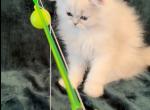 Luna and Tiggers boy 2 - Persian Kitten For Sale - Ocala, FL, US