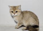 Candy - British Shorthair Kitten For Sale - Brooklyn, NY, US