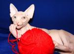 Businka - Sphynx Kitten For Sale - Memphis, TN, US