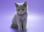 Minka - British Shorthair Kitten For Sale - Houston, TX, US