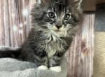 Atlas - Maine Coon Kitten For Sale - Brighton, CO, US