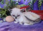 Munchkin litter - Munchkin Kitten For Sale - New Whiteland, IN, US