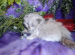 Scottish kilt kittens - Scottish Fold Kitten For Sale - New Whiteland, IN, US