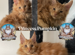 Pumpkin - Maine Coon Kitten For Sale - Sugar Land, TX, US