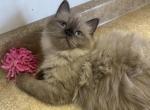 MOCHA LATTE - Ragdoll Kitten For Sale - Brookings, OR, US