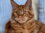 Casanova - Maine Coon Cat For Sale - Los Angeles, CA, US