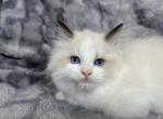 Orange - Ragdoll Kitten For Sale - Tampa, FL, US