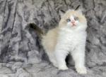 Green - Ragdoll Kitten For Sale - Tampa, FL, US