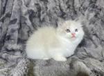 Red - Ragdoll Kitten For Sale - Tampa, FL, US