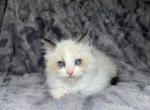 Pink - Ragdoll Kitten For Sale - Tampa, FL, US