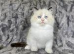 Blue - Ragdoll Kitten For Sale - Tampa, FL, US