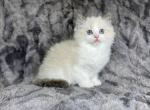 Purple - Ragdoll Kitten For Sale - Tampa, FL, US