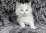 Light Green - Ragdoll Kitten For Sale - Tampa, FL, US